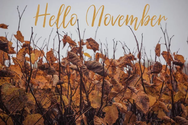 Guelder-rose is covered with frost on the blur background and text hello november. postcard hello november