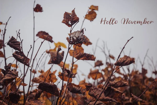 Guelder Rose Covered Frost Blur Background Text Hello November Postcard — Stock Photo, Image