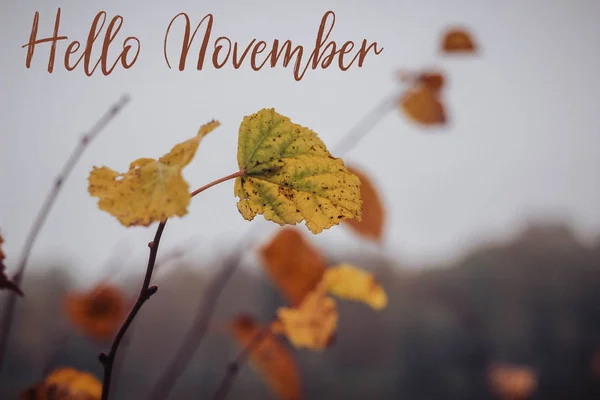 Guelder-rose is covered with frost on the blur background and text hello november. postcard hello november