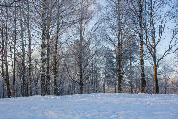 Зимовий Пейзаж Чисту Погоду Морозний Денне Світло Заході Сонця — стокове фото