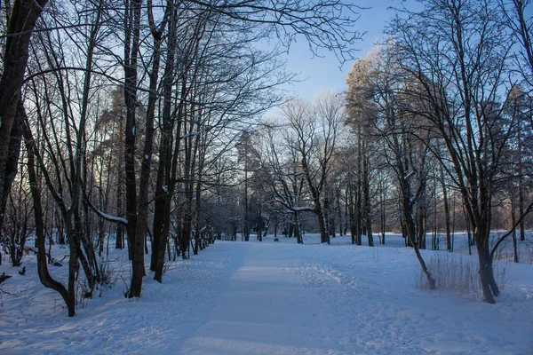 Зимний Пейзаж Ясную Погоду Морозный Дневной Свет Закате — стоковое фото