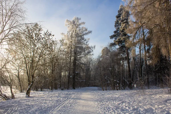 Зимний Пейзаж Ясную Погоду Морозный Дневной Свет Закате — стоковое фото