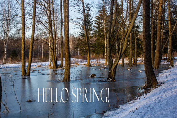 Привет Весенняя Фотография Поздравительная Открытка Весенние Фото Текст Hello Spring — стоковое фото