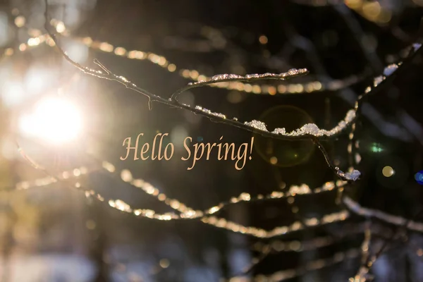 Привіт Весняне Фото Вітальна Листівка Весняне Зображення Текст Привіт Весна — стокове фото