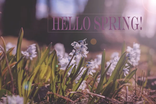 Hello, spring picture. Greeting card. Spring picture Text Hello Spring