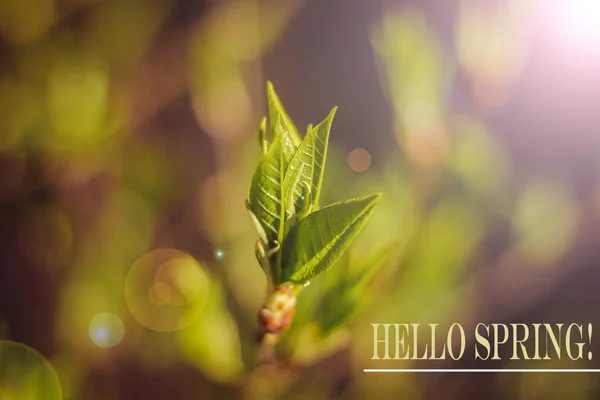 Olá Foto Primavera Cartão Felicitações Imagem Primavera Texto Hello Spring — Fotografia de Stock