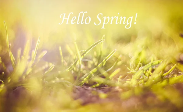 Hallo Lente Foto Wenskaart Lente Foto Tekst Hello Spring — Stockfoto