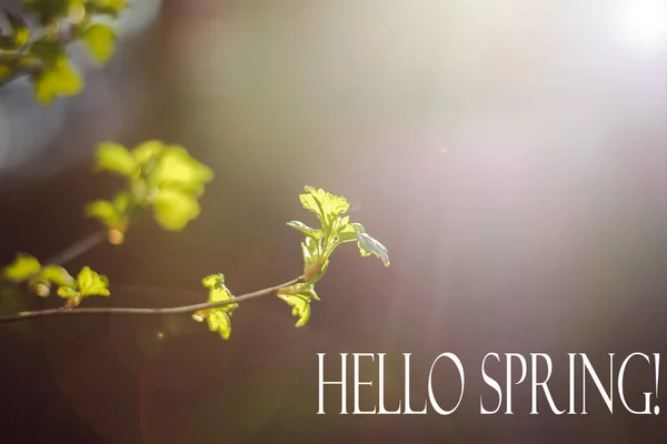 Hallo Lente Foto Wenskaart Lente Foto Tekst Hello Spring — Stockfoto