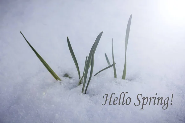 Olá Foto Primavera Cartão Felicitações Imagem Primavera Texto Hello Spring — Fotografia de Stock