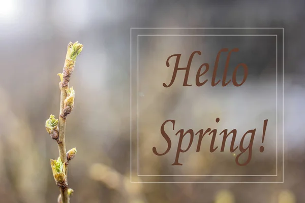 Hello, spring picture. Greeting card. Spring picture Text Hello Spring