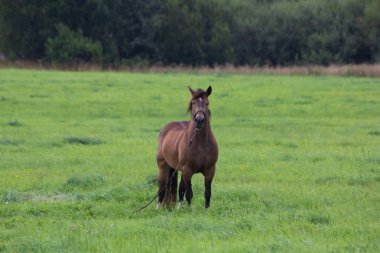 Kahverengi at alanına yürüyor. At besleme. Kırsal