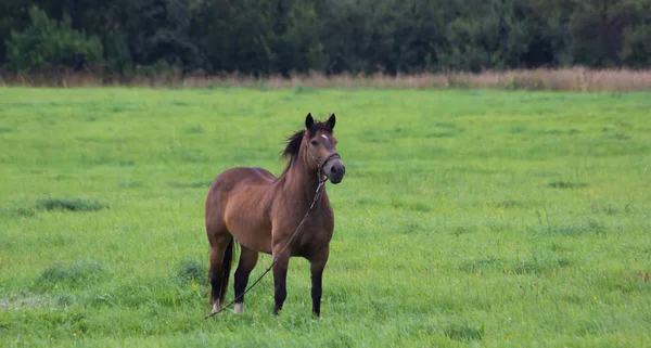 Brown Horse Walks Field Horse Feed Countryside — Stock Photo, Image