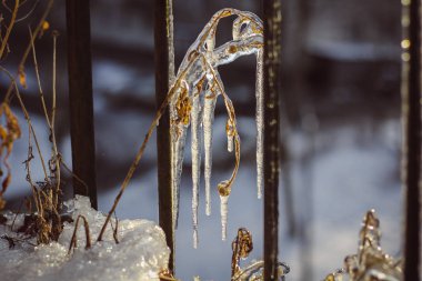 Işıl ışıl kış günlerinde buz saçaklarına yakın