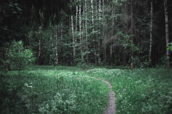 Pozadí Temného Lesa Ranní Letní Les Ranní Světlo Lese — Stock fotografie