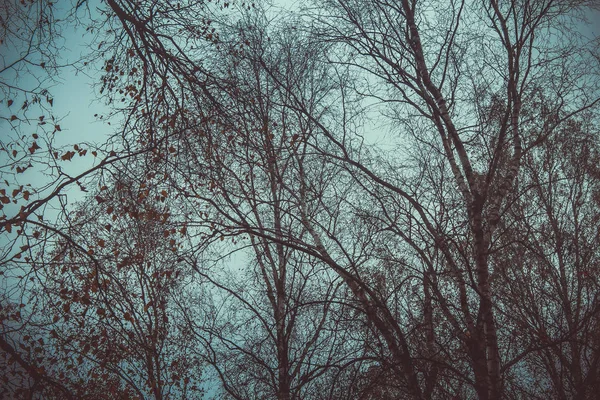 Paesaggio Invernale Con Tempo Limpido — Foto Stock