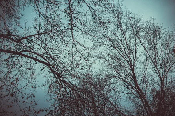 Paesaggio Invernale Con Tempo Limpido — Foto Stock