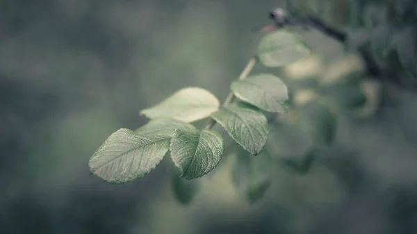 Folhas Verdes Vista Perto — Fotografia de Stock