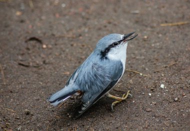 Gündüz vakti yolda oturan sevimli kuşa yakın dur. 