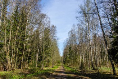 Güzel yaz manzarası. Doğa, seyahat
