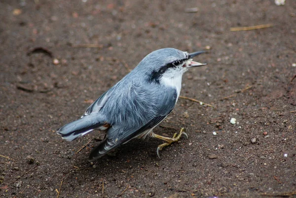 Nahaufnahme Eines Niedlichen Vogels Der Tagsüber Auf Der Straße Sitzt — Stockfoto