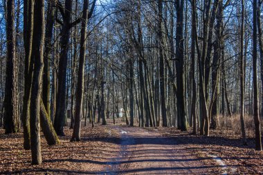 Karanlık Orman arka plan. Sabah yaz orman. Gün ışığına ormanda