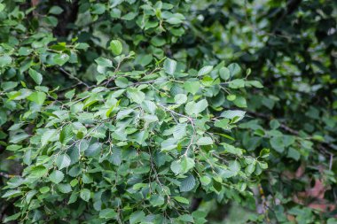 Yeşil yaprakları, görünümü kadar yakın