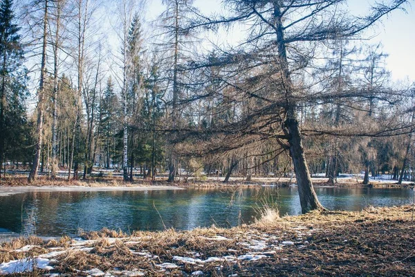 Темний Ліс Фону Літній Лес Вранці Ранок Світло Лісі — стокове фото