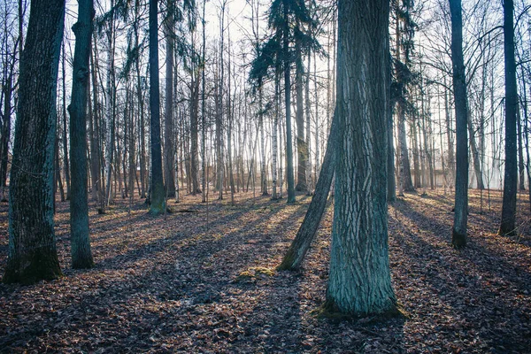 Mörka Skogen Bakgrund Morgon Sommaren Skog Morgonljus Skogen — Stockfoto