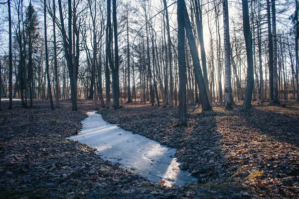 Dunkler Waldhintergrund Morgendlicher Sommerwald Morgenlicht Wald — Stockfoto