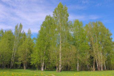 Güzel yaz park. Doğa, seyahat