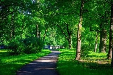 Güzel yaz park. Doğa, seyahat