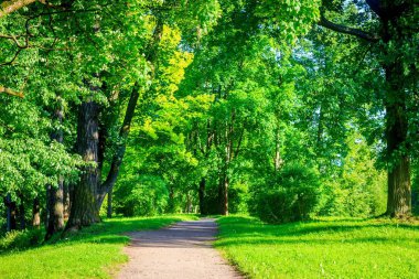 Güzel yaz park. Doğa, seyahat