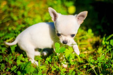 Yeşil çim beyaz küçük köpek