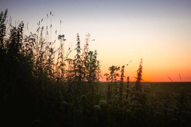 Bir alandaki yaz akşam günbatımı. Rus manzaralar. Doğal bir olay. Turuncu Gökyüzü.