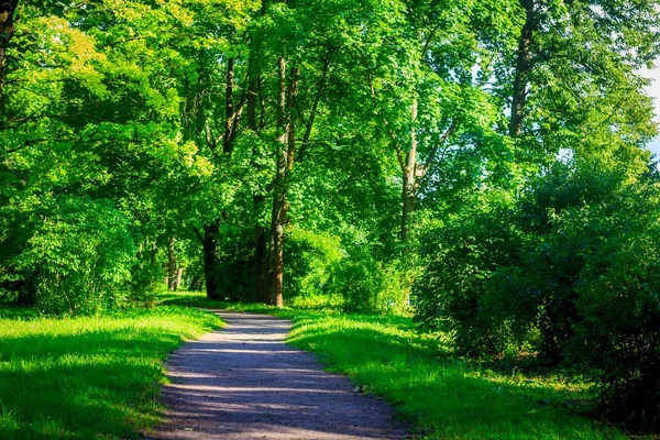 Vacker Sommar Park Naturen Färdas — Stockfoto