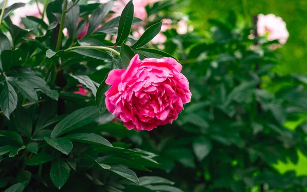 屋外で育つピオニーの花のクローズアップ — ストック写真