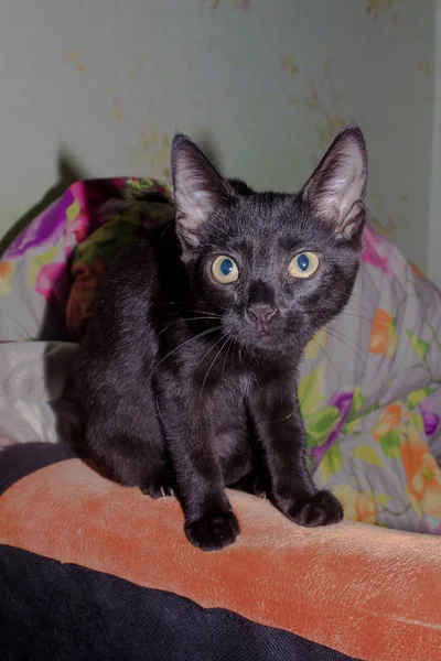 Lindo Negro Gato Cama Casa — Foto de Stock