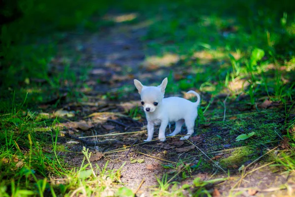 緑の芝生に白い小さな犬 — ストック写真