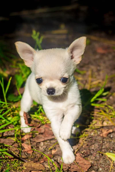 Cão Pequeno Branco Grama Verde — Fotografia de Stock