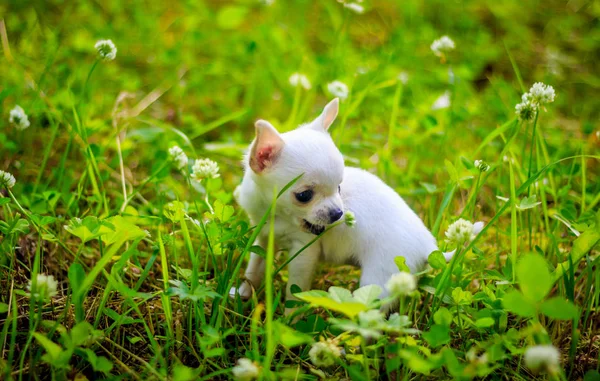 Yeşil Çim Beyaz Küçük Köpek — Stok fotoğraf