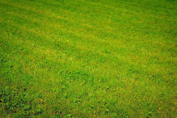 背景として緑の草と芝生のビュー — ストック写真