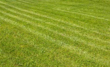 arka plan olarak yeşil çim çim görünümünü 