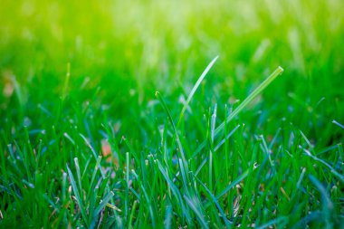 arka plan olarak yeşil çim çim görünümünü 