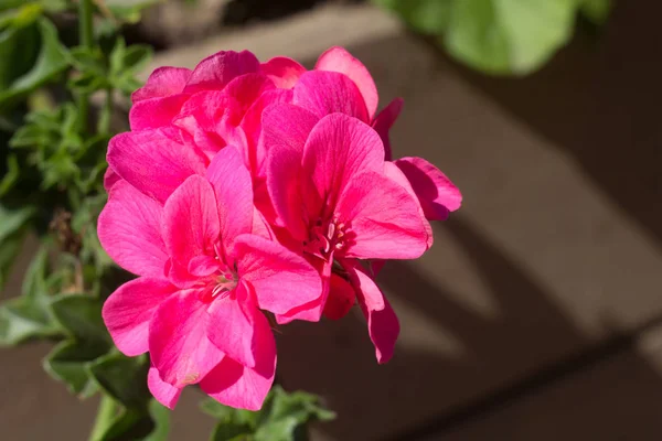 美しいピンクの花が近づく — ストック写真