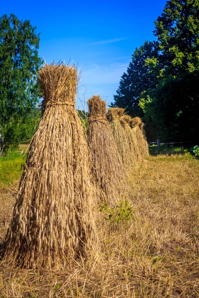 Närbild Buntar Avverkad Åker — Stockfoto