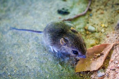 Bir sincabın yakın çekimi.