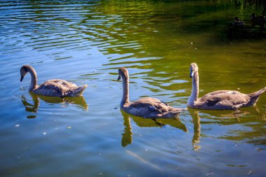 gündüz göl kenarında yüzen kuğu ve ördeklerin görünümü