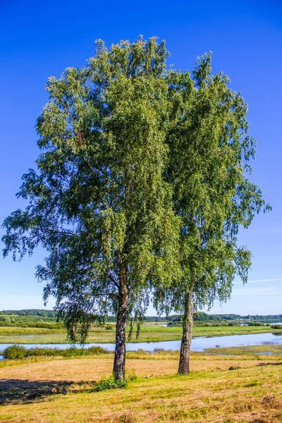 美しい夏の風景 — ストック写真