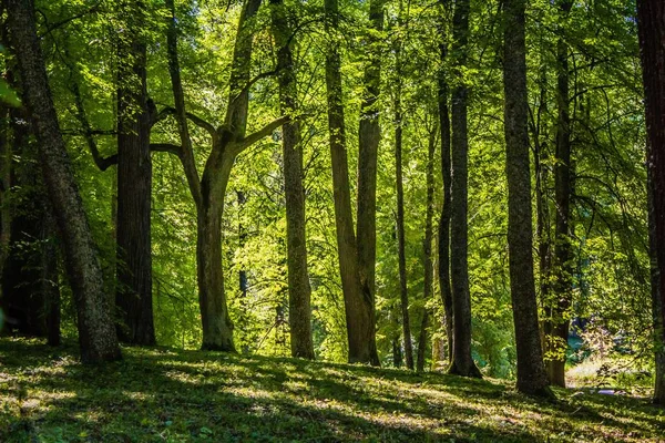 Beau Paysage Été Nature Voyage — Photo