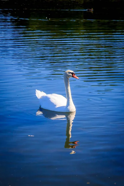 View Swan Floating Lake Daytime — Stock Photo, Image